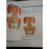 ANATOMY  FOR  STUDENTS * GRAY'S  -  Richard L. Drake * A. Wayne Vogl * Adam W. M. Mitchell 